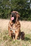 FILA BRASILEIRO 231